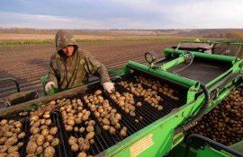 Ранний картофель в Молдове - AgroExpert.md