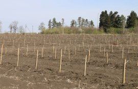 Livada Moldovei - AgroExpert.md