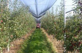 Granturi MAC-P - AgroExpert.md