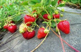 Подкормка клубники - AgroExpert.md