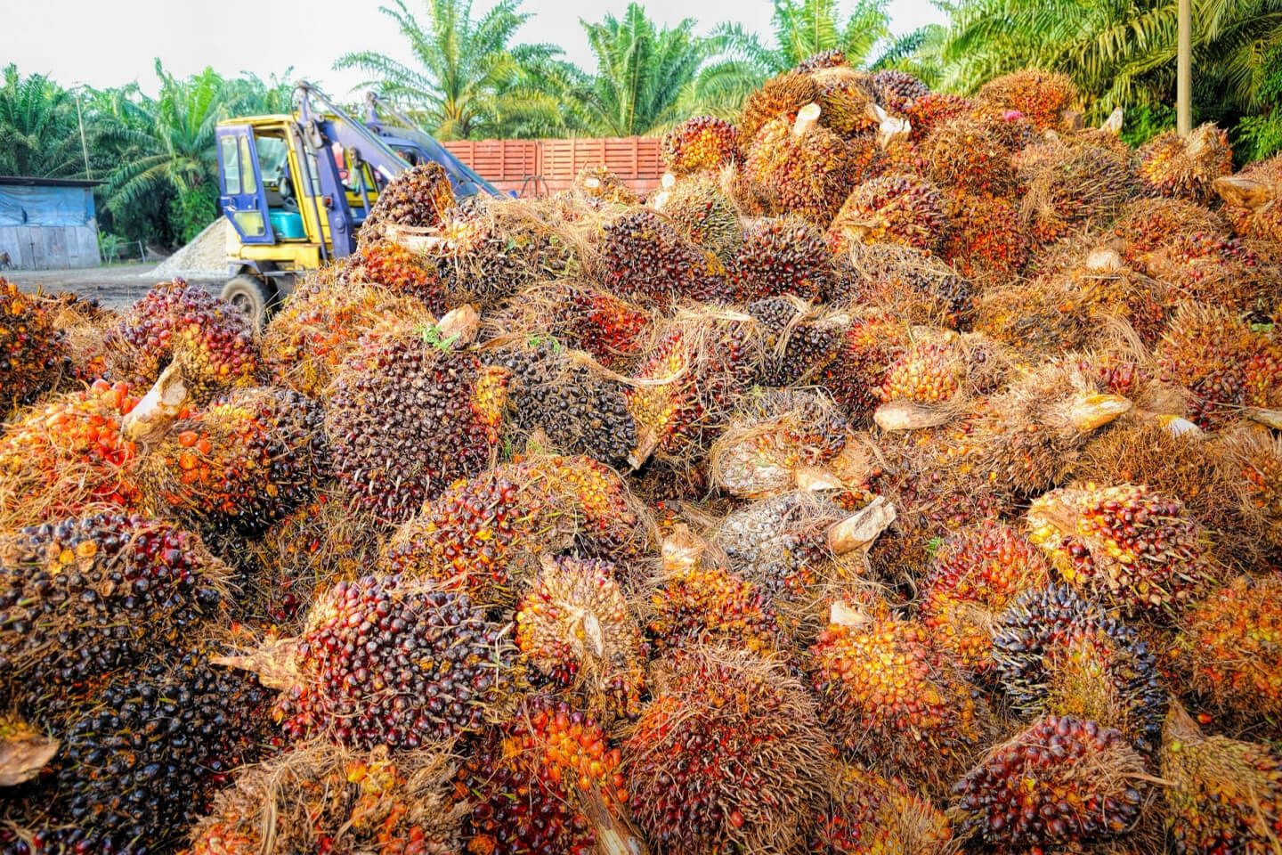 Запрет пальмового масла - AgroExpert.md