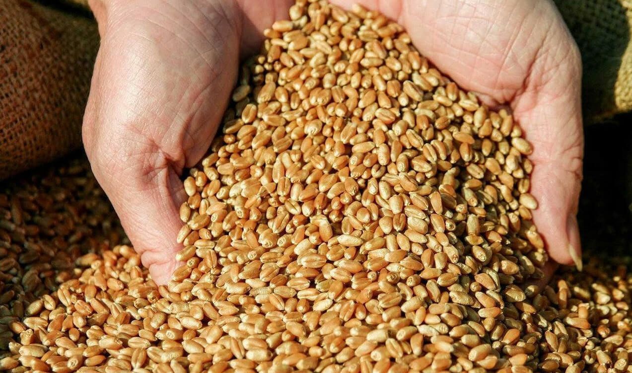 Пшеница из Индии - AgroExpert.md