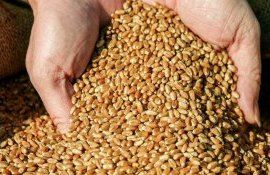 Пшеница из Индии - AgroExpert.md