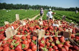 Уборка клубники в Польше - AgroExpert.md