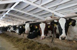 Zootehnia Moldovei - AgroExpert.md