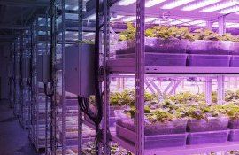 Вертикальные фермы в Молдове - AgroExpert.md