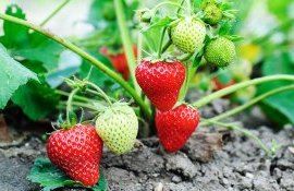 Выращивание клубники - AgroExpert.md