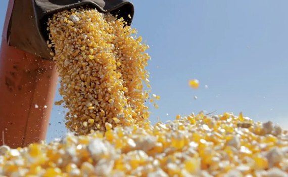 Preț cereale la bursă - AgroExpert.md