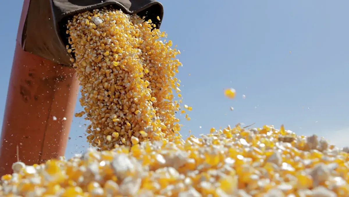 Preț cereale la bursă - AgroExpert.md