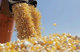 Preț cereale la bursă - AgroExpert.md