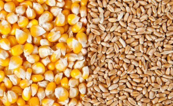 Цена на кукурузу и пшеницу в Черноморском регионе - AgroExpert.md