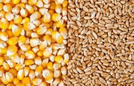 Цена на кукурузу и пшеницу в Черноморском регионе - AgroExpert.md