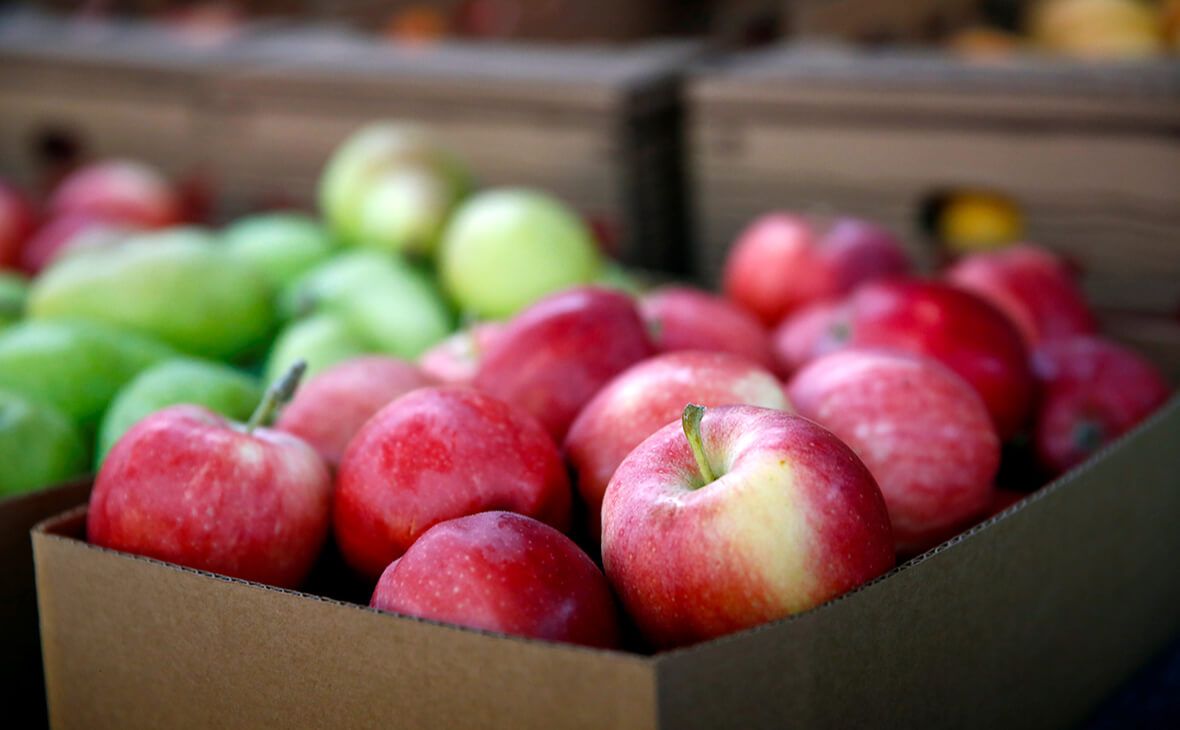 Рост экспорта яблок из Молдовы - AgroExpert.md