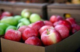 Рост экспорта яблок из Молдовы - AgroExpert.md