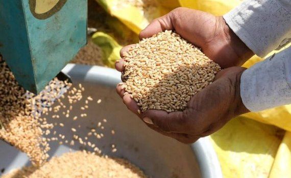 Урожай пшеницы в Индии - AgroExpert.md