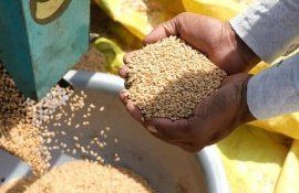 Урожай пшеницы в Индии - AgroExpert.md