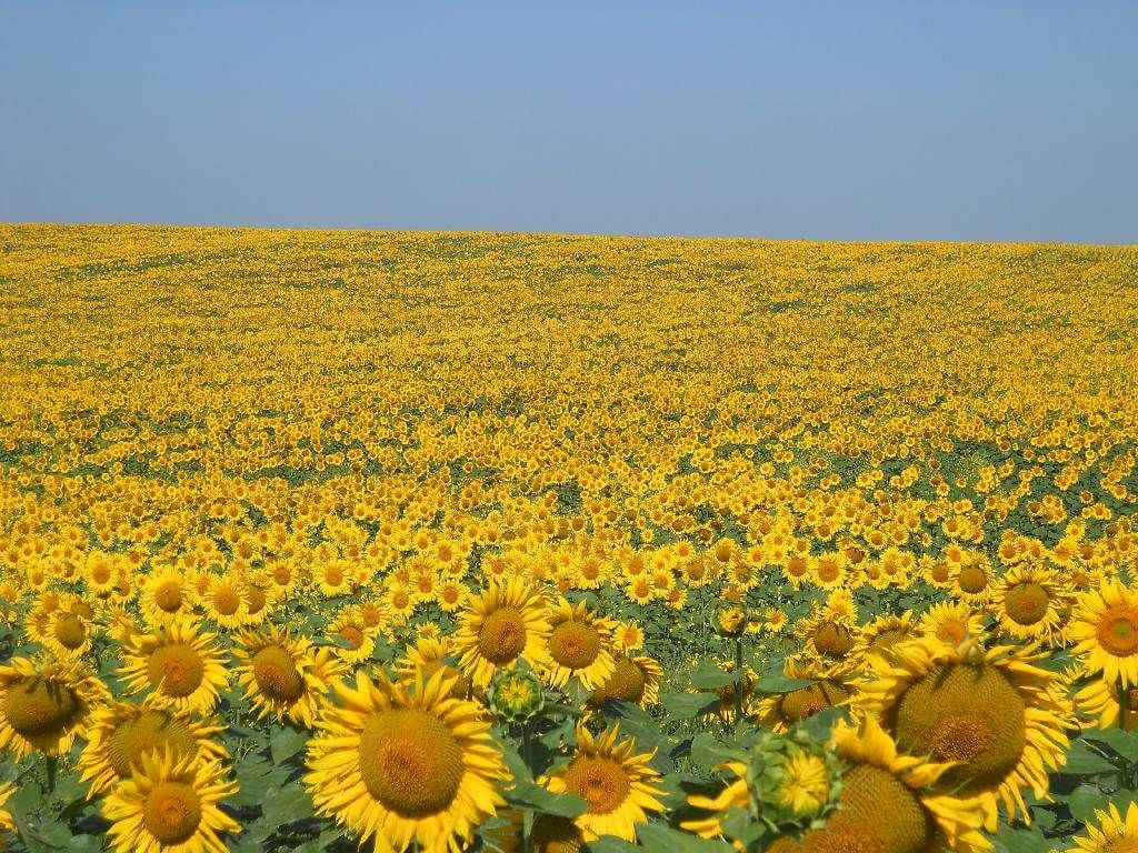 Preț la floarea soarelui 2022 - AgroExpert.md
