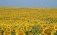 Preț la floarea soarelui 2022 - AgroExpert.md