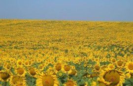 Preț la floarea soarelui 2022 - AgroExpert.md