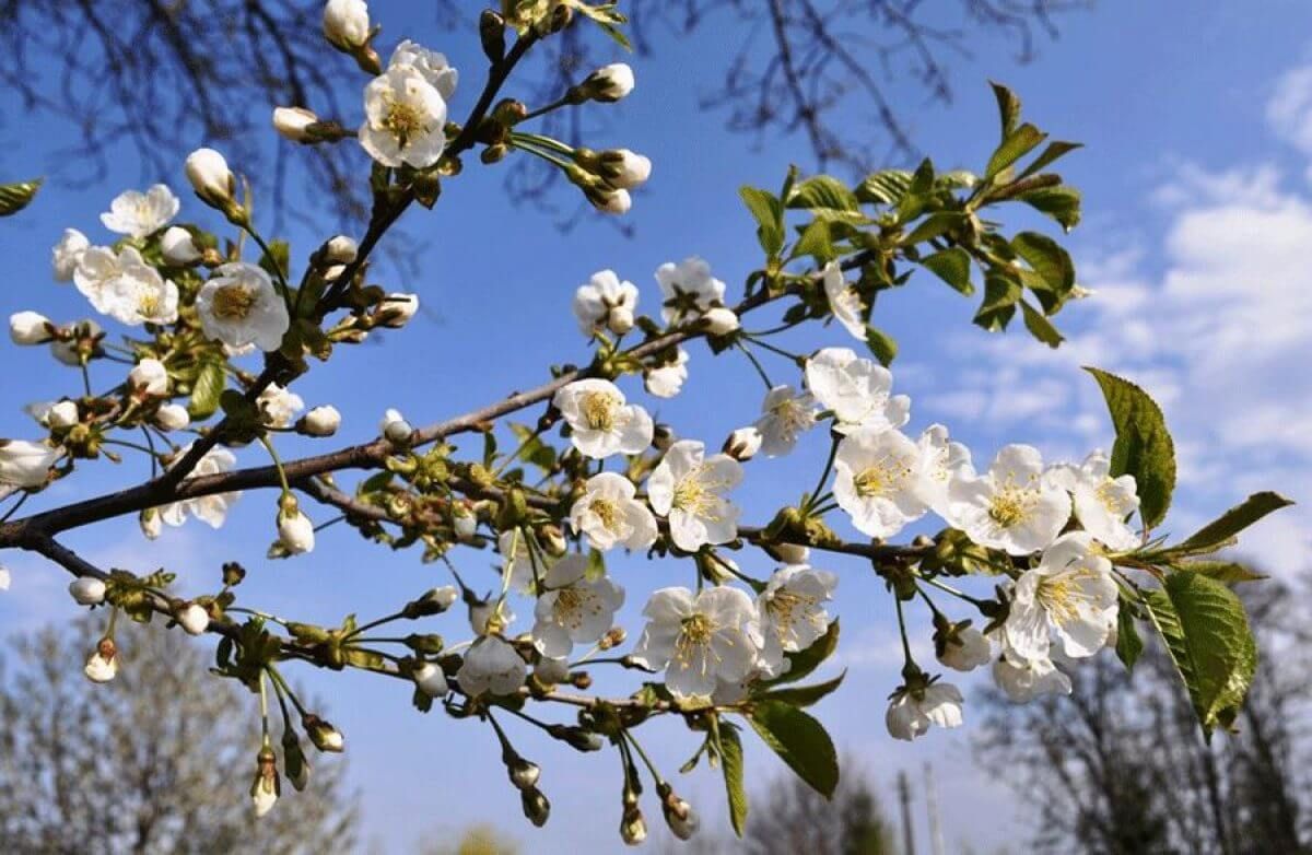 Flori de cires in mai- AgroExpert.md