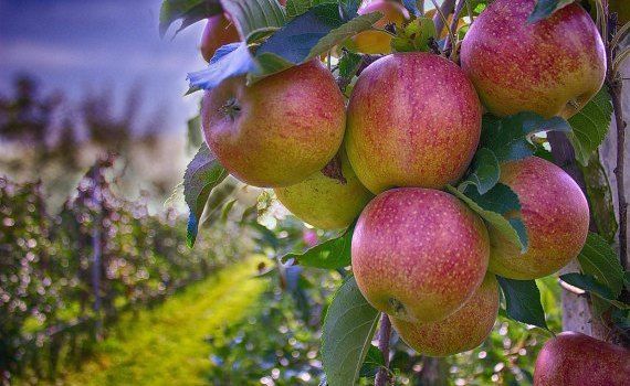 Переработка яблок в Молдове - AgroExpert.md