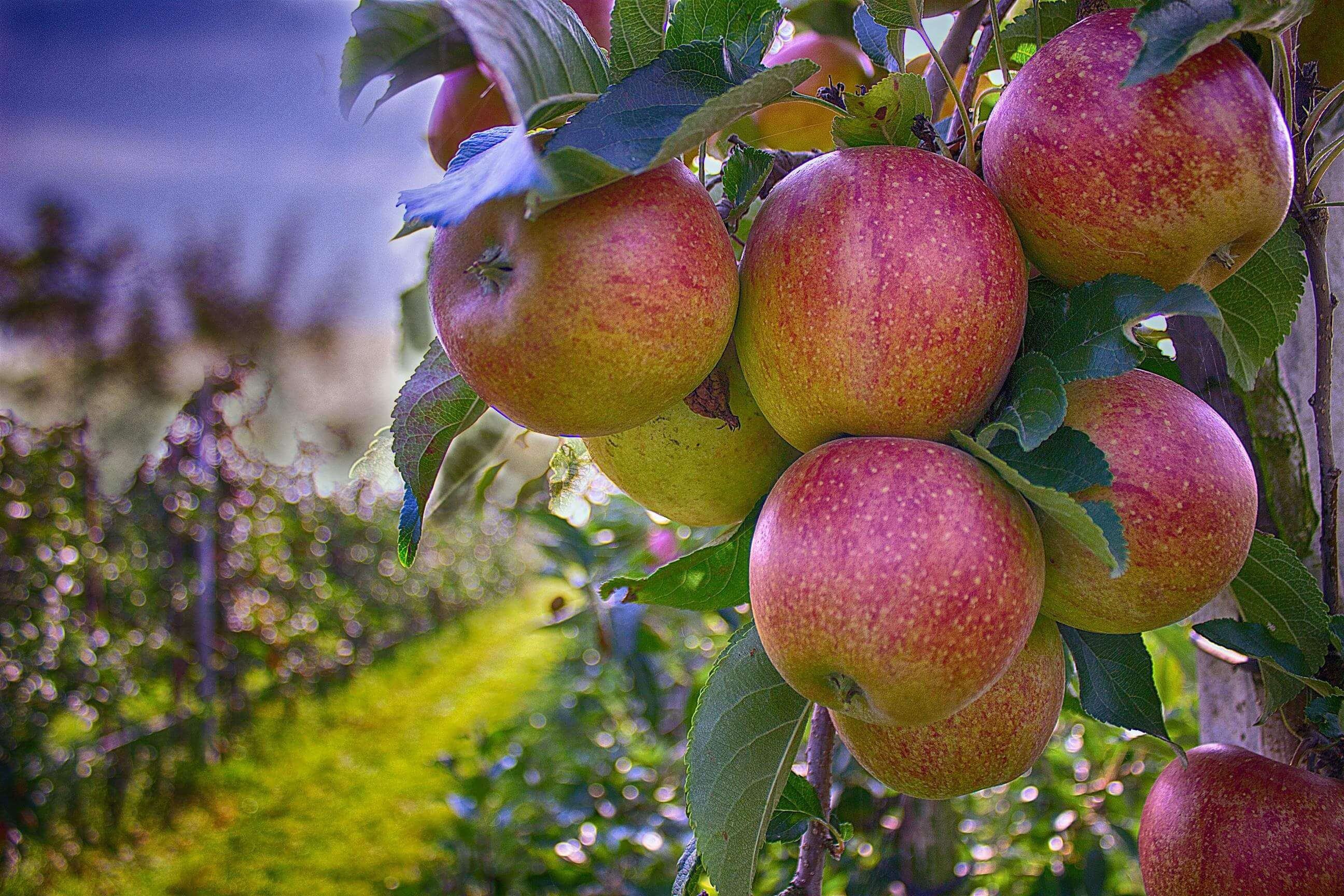 Переработка яблок в Молдове - AgroExpert.md