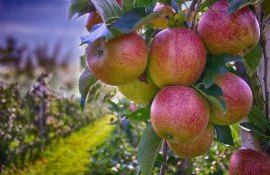 Переработка яблок в Молдове - AgroExpert.md