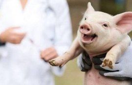 Вакцина против африканской чумы свиней - AgroExpert.md