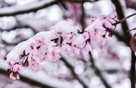 Заморозки в саду в Молдове - AgroExpert.md