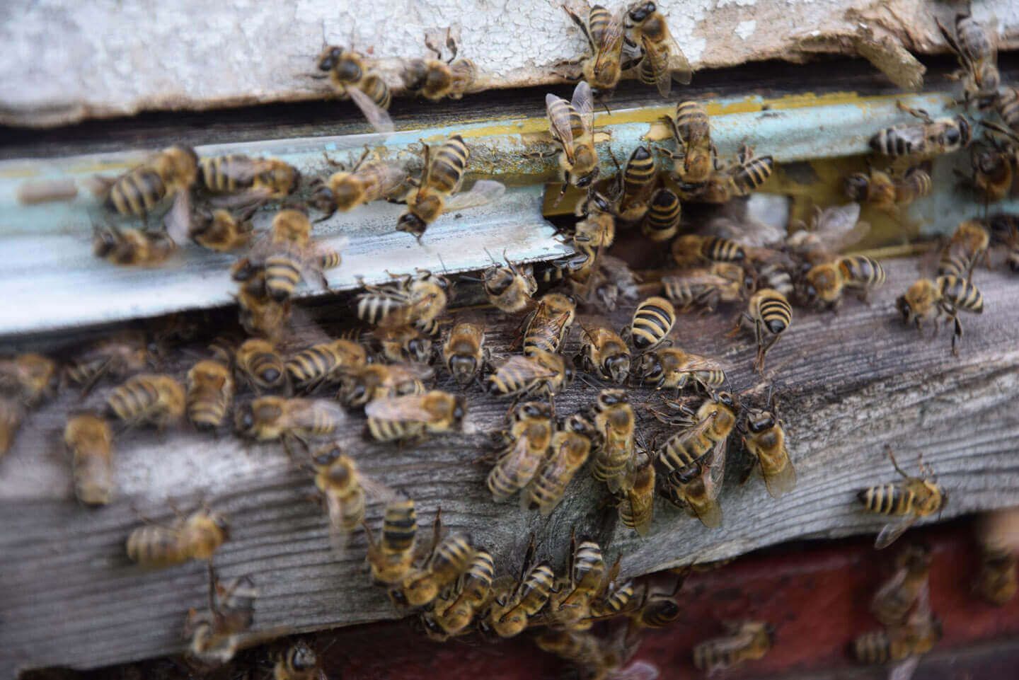 Защита пчел от химии - AgroExpert.md