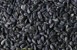 Цена на подсолнечник High Oleic - AgroExpert.md