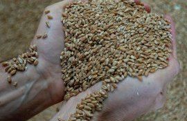 Цена на пшеницу в Украине - AgroExpert.md