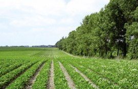 Înființarea fâșiilor forestiere în Moldova - AgroExpert.md