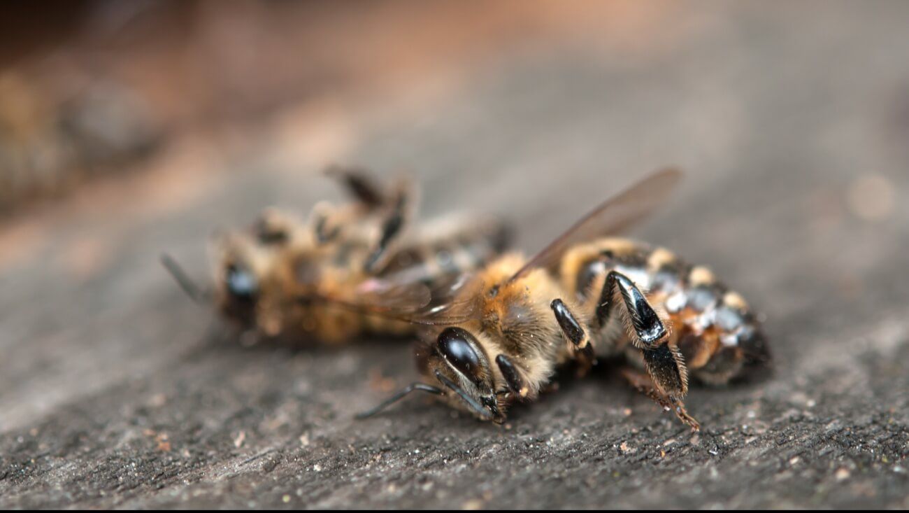 Гибель пчел в Молдове - AgroExpert.md
