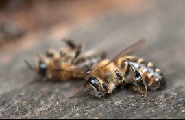 Гибель пчел в Молдове - AgroExpert.md