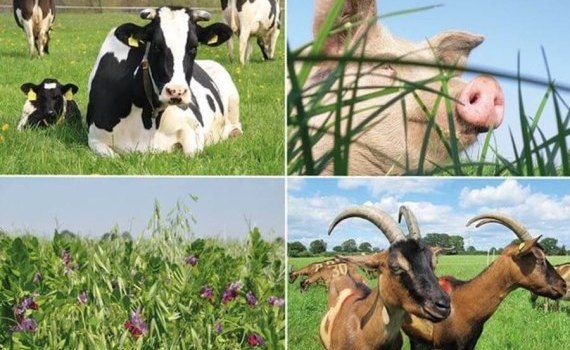Животноводство в Молдове - AgroExpert.md