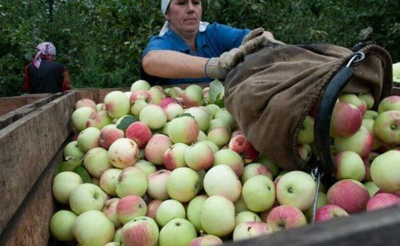 Проблема рабочей силы в сельском хозяйстве Молдовы - AgroExpert.md