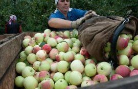 Проблема рабочей силы в сельском хозяйстве Молдовы - AgroExpert.md