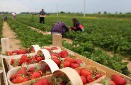 zmeură cules moldopoveni - AgroExpert.md