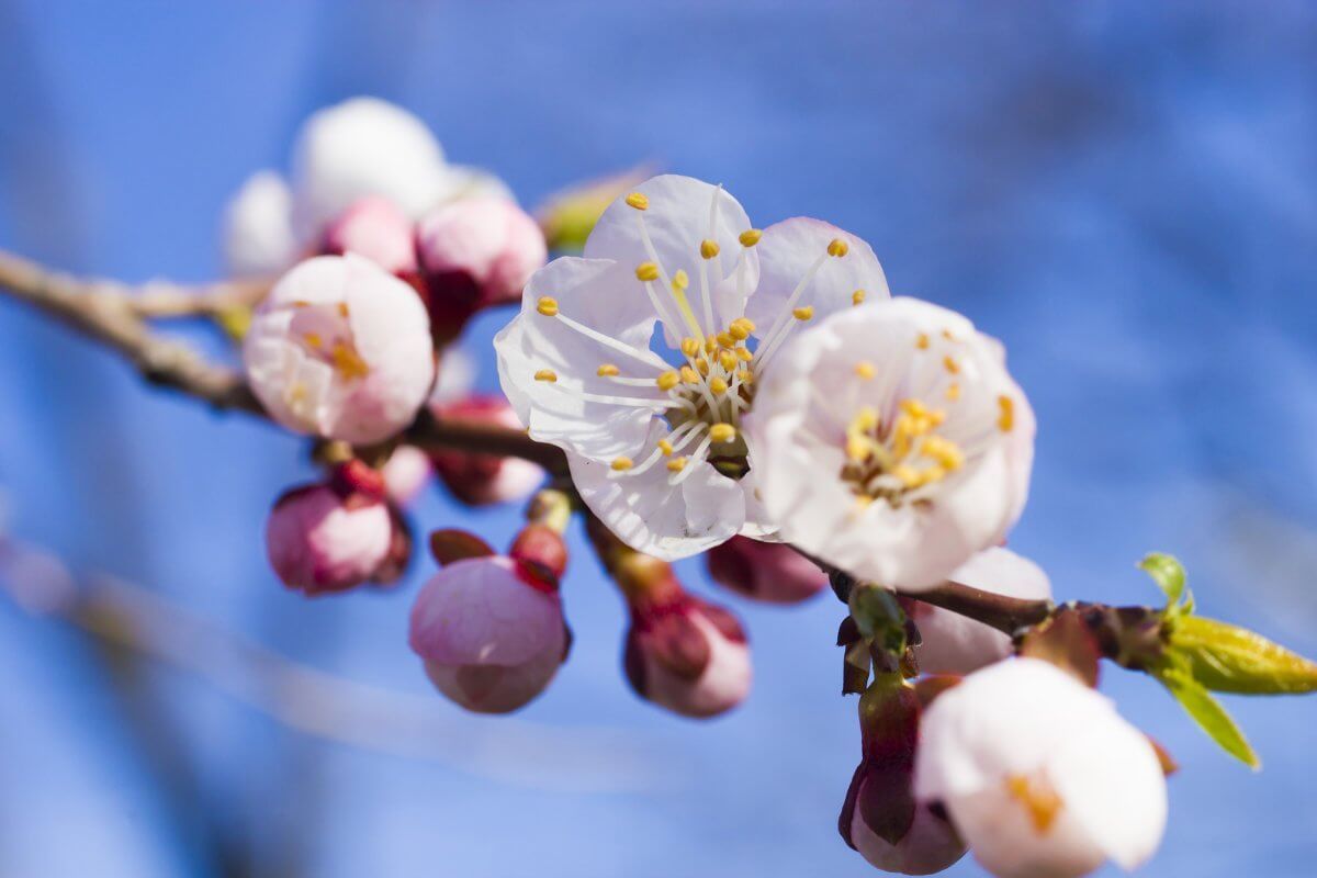 Цветение плодовых деревьев - AgroExpert.md