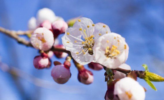 Цветение плодовых деревьев - AgroExpert.md