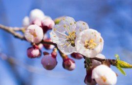 Цветение плодовых деревьев - AgroExpert.md