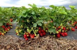 Înființarea plantațiilor bacifere - AgroExpert.md