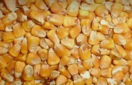 Кукуруза и пшеница Украина - AgroExpert.md