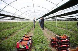 Выращивание клубники в Гагаузии - AgroExpert.md
