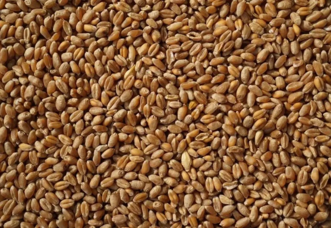 Пшеница в России - AgroExpert.md