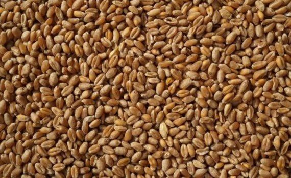 Пшеница в России - AgroExpert.md