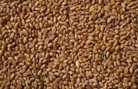 Пшеница в России - AgroExpert.md