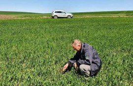 Victor Sterebet in cultura de griu- AgroExpert.md