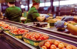 scuumpiri prețuri legume - AgroExpert.md